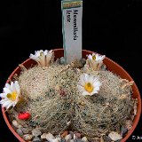 Mammillaria lenta JL  (Only one plant is available - Une seule plante est disponible)    ÉPUISÉ - OUT of STOCK - AGOTADO